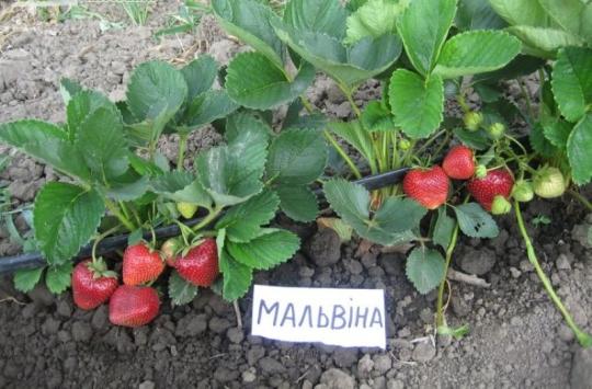 Клубника "МАЛЬВИНА" (6 шт.)