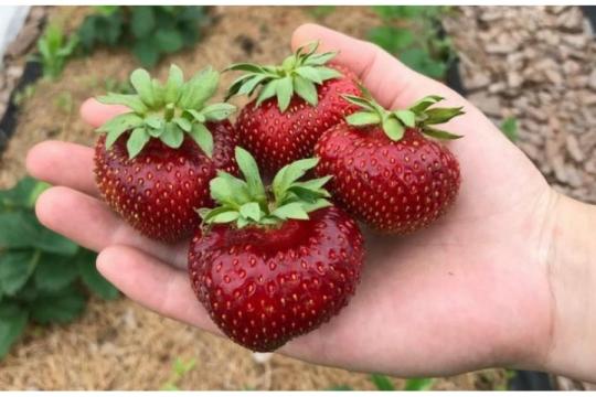 Клубника "МАЛЬВИНА" (6 шт.)